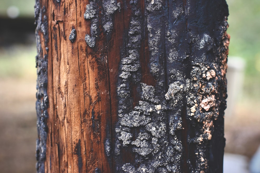 foto de foco raso do tronco da árvore