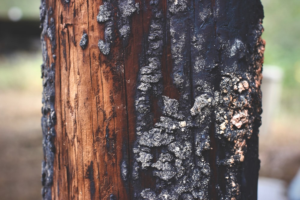 Foto de enfoque superficial de tronco de árbol