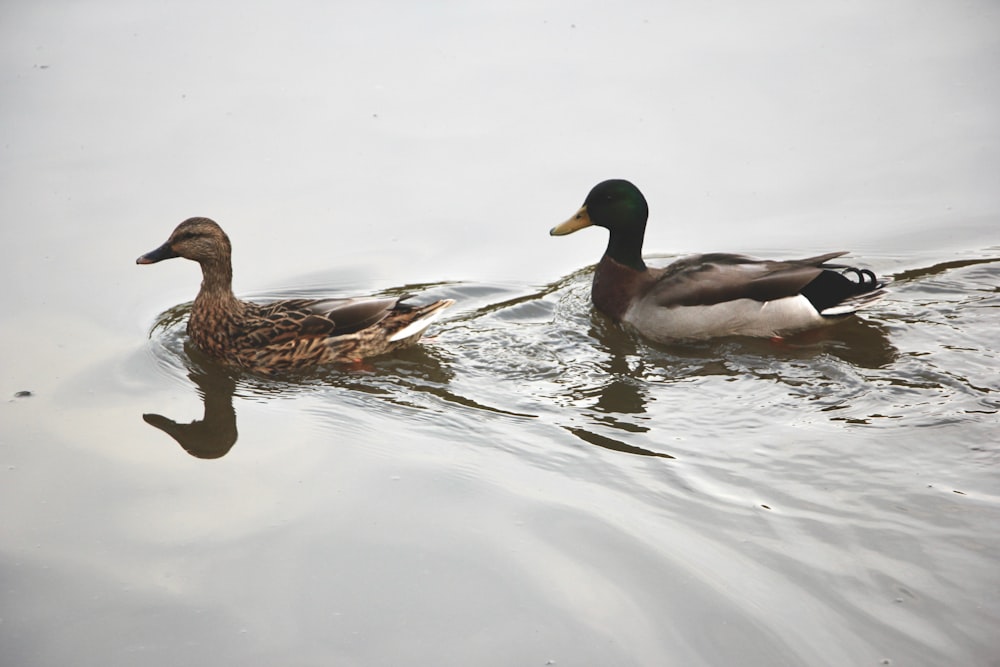 two mallard ducks on body of water