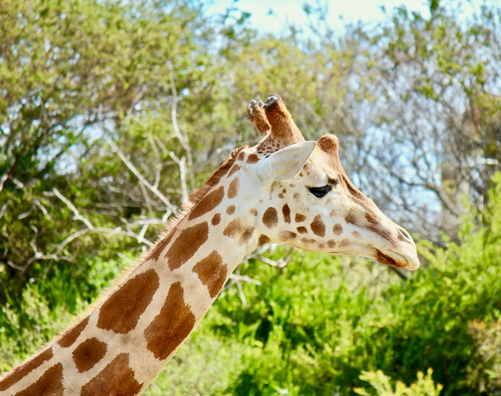 Giraffe inside forest