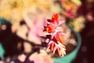 Close-up of colorful blooming flowers in a rustic ceramic pot.