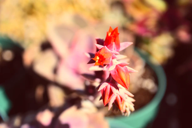 Close-up of colorful flowering potted plants in bloom, highlighting their delicate petals and vibrant hues.