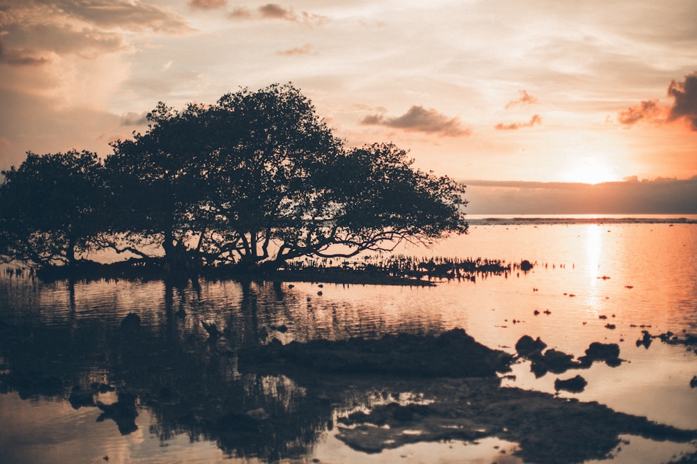 silhouette of tree on body of water