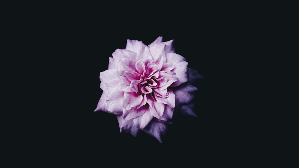 Fondo de pantalla digital de flores de pétalos rosas