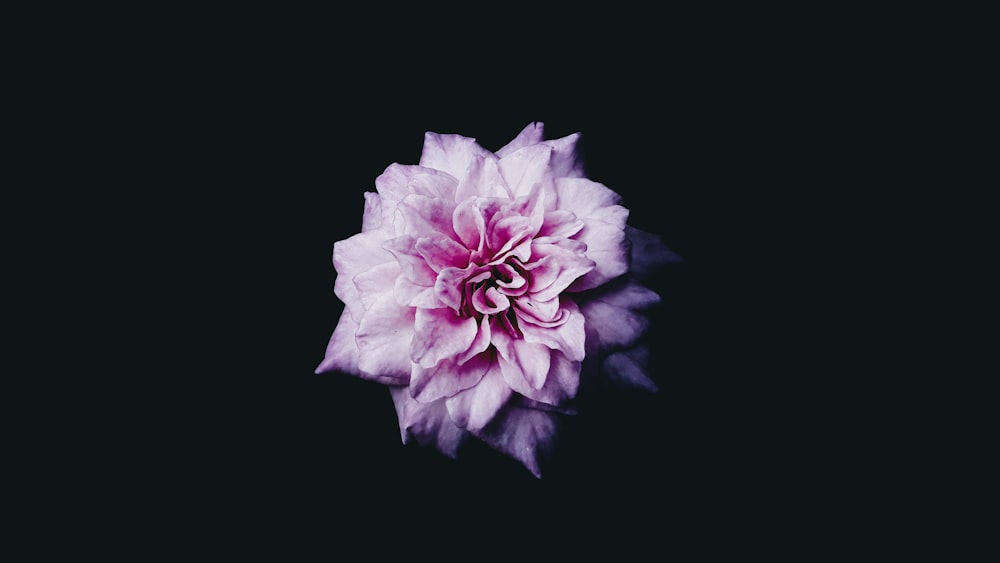 Rosa blättrige Blume digitale Tapete