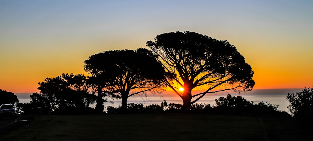 silhouette of trees near body of water