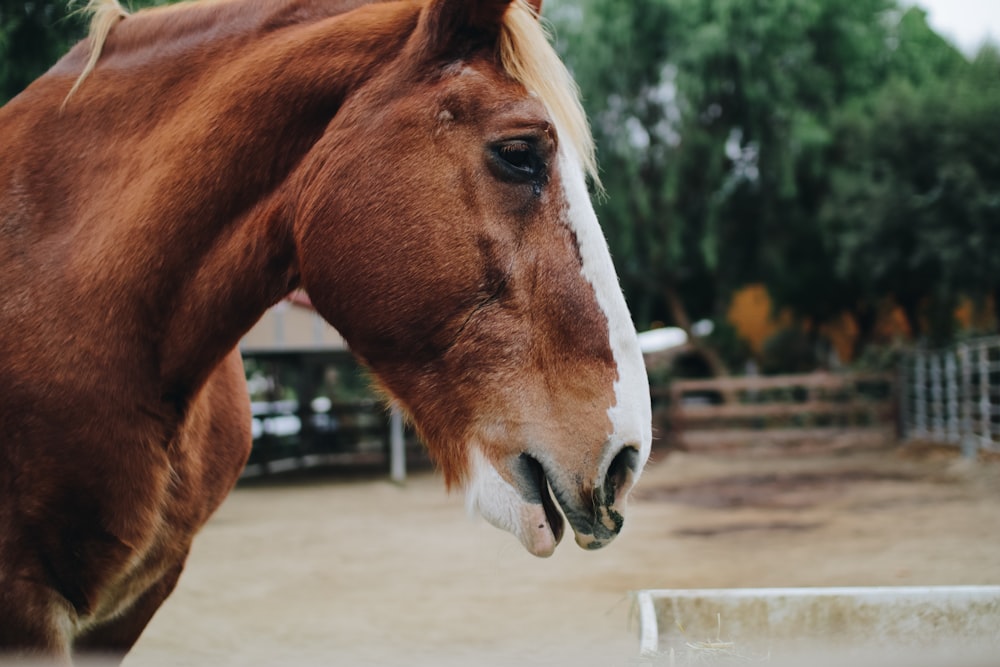 Photographie en gros plan de cheval brun et blanc