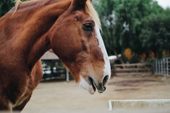 close up photography of brown and white horse in Temecula United States