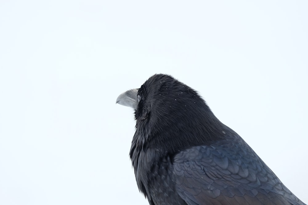 Photographie de corbeau
