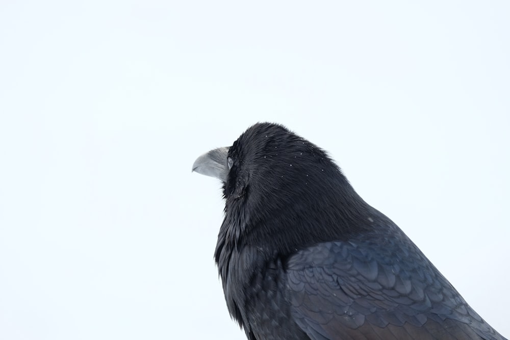 Fotografia di Crow