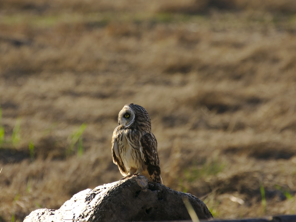 gray and black owl on gray rock