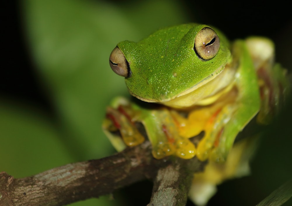 Fotografía de primer plano de rana verde en tallo marrón