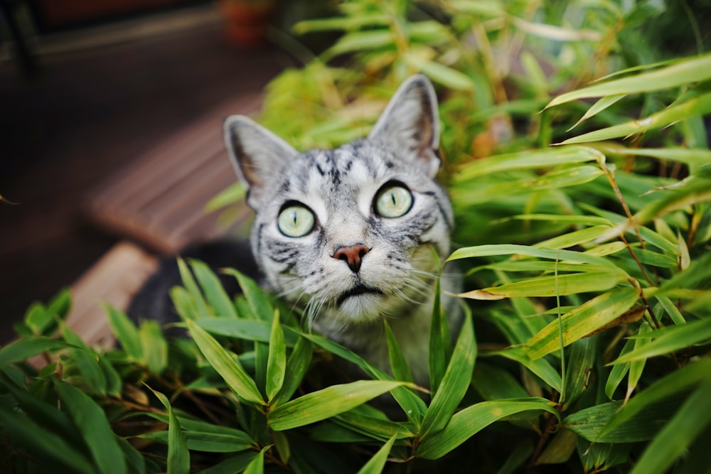 gato tabby prateado na planta de folhas verdes