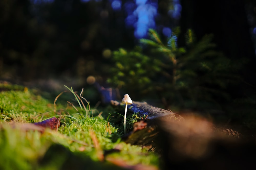 무성한 녹색 들판 위에 앉아있는 작은 흰 버섯