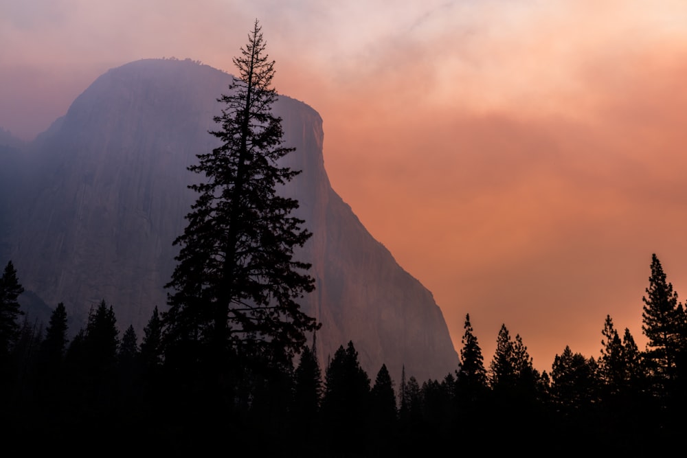 Fotografía de paisaje de bosque