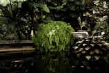 pond surrounded by plants