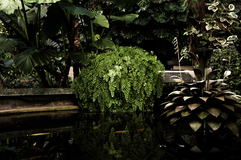 pond surrounded by plants