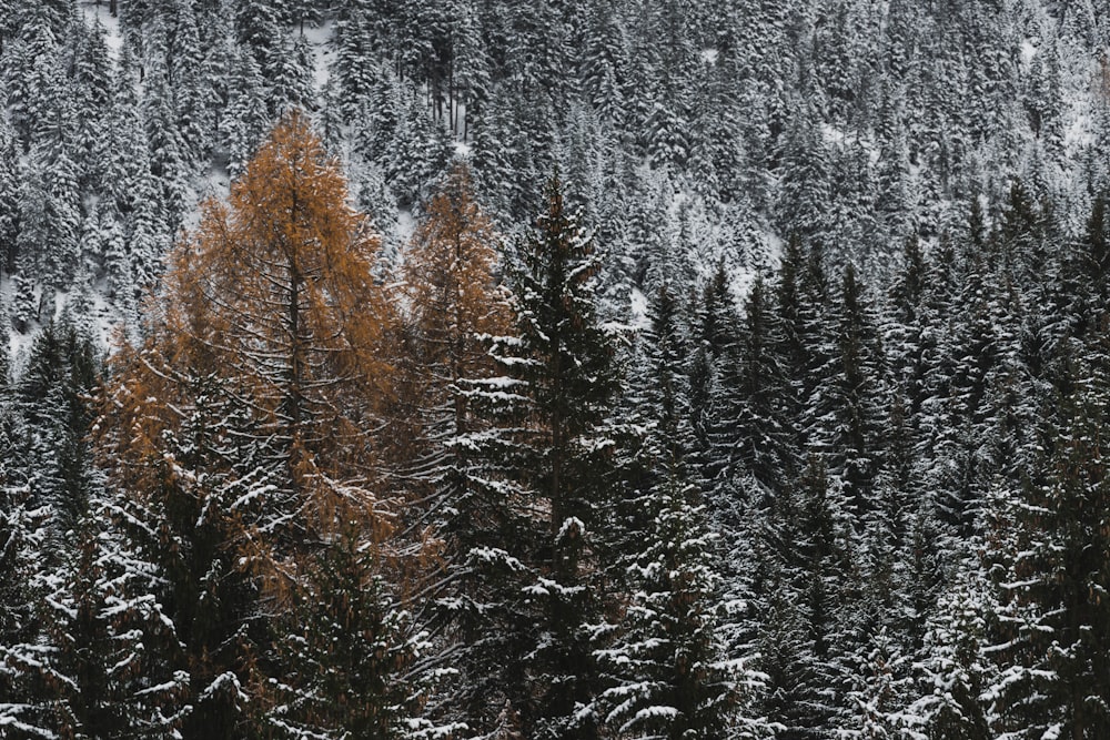 pine trees field