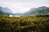 A picturesque vineyard stretches across the landscape, leading to a cluster of white farm buildings nestled at the base of majestic mountains. The scene is enveloped in lush greenery under an overcast sky, adding a serene atmosphere to the rural setting.
