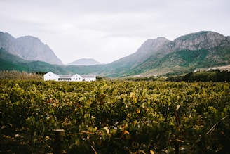 A picturesque vineyard stretches across the landscape, leading to a cluster of white farm buildings nestled at the base of majestic mountains. The scene is enveloped in lush greenery under an overcast sky, adding a serene atmosphere to the rural setting.