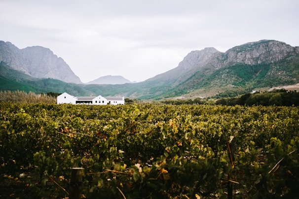 A picturesque vineyard stretches across the landscape, leading to a cluster of white farm buildings nestled at the base of majestic mountains. The scene is enveloped in lush greenery under an overcast sky, adding a serene atmosphere to the rural setting.