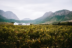 A picturesque vineyard stretches across the landscape, leading to a cluster of white farm buildings nestled at the base of majestic mountains. The scene is enveloped in lush greenery under an overcast sky, adding a serene atmosphere to the rural setting.