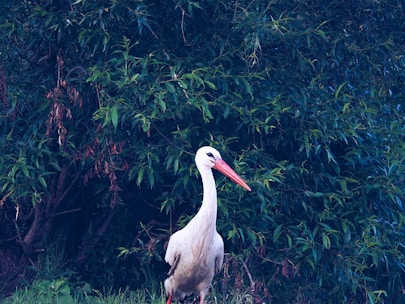 A white stork stands gracefully in front of dense green foliage. The bird's long, red beak and slender legs create a striking contrast against its white plumage. The lush greenery forms a textured backdrop, adding depth to the image.