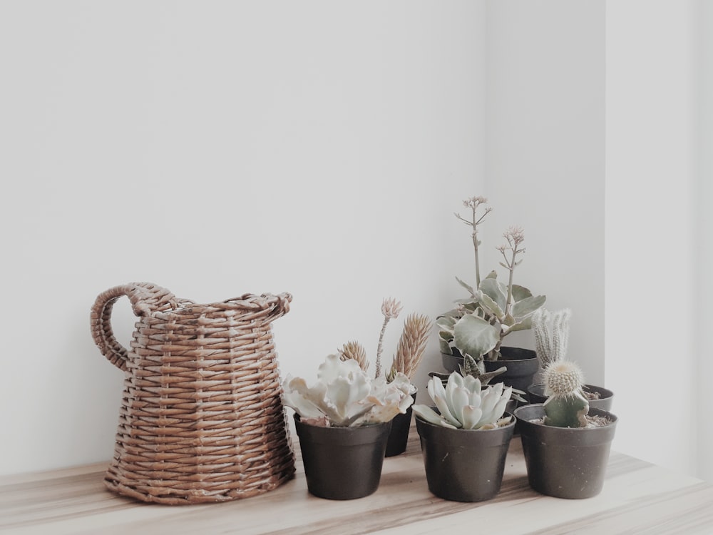 plantas suculentas verdes en macetas en la mesa cerca de la pared