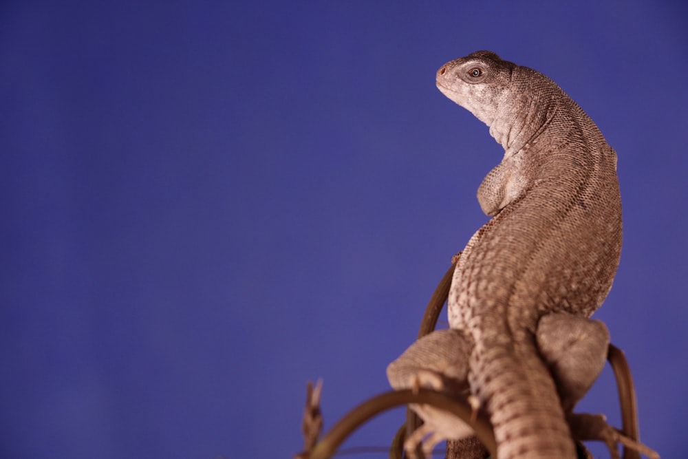 closeup photo of gray lizard