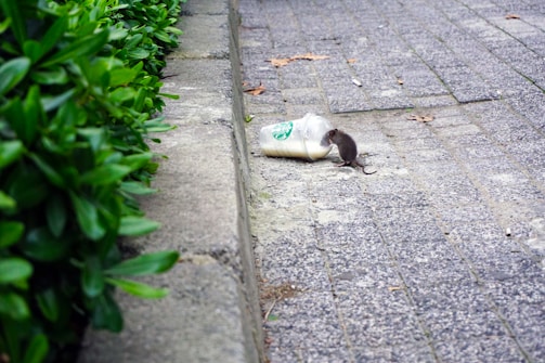 rat beside Starbucks plastic up
