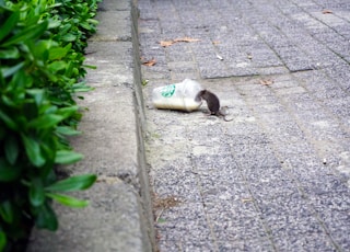 rat beside Starbucks plastic up