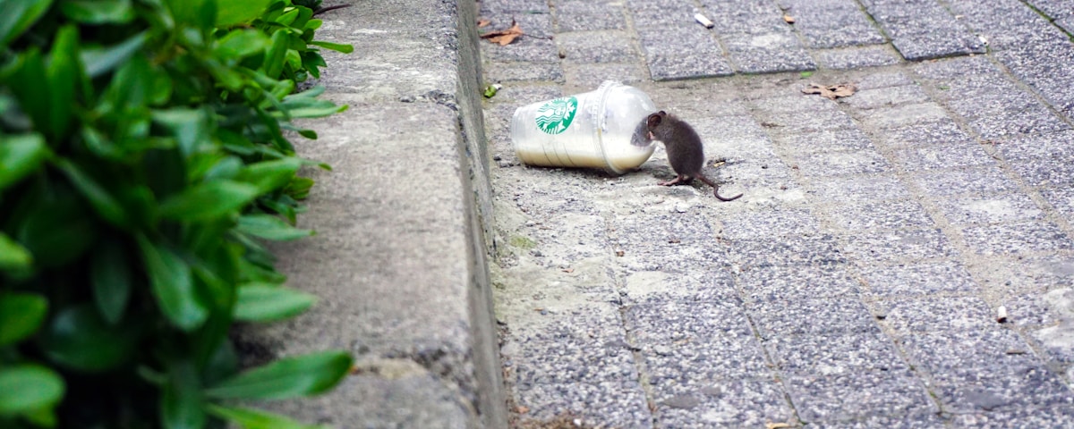 Dedetização de Ratos - rat beside Starbucks plastic up