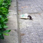 Dedetização de Ratos - rat beside Starbucks plastic up