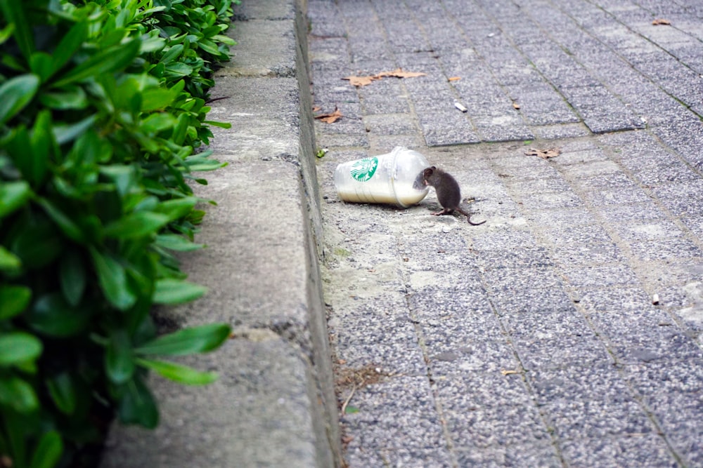 Ratte neben Starbucks-Plastik