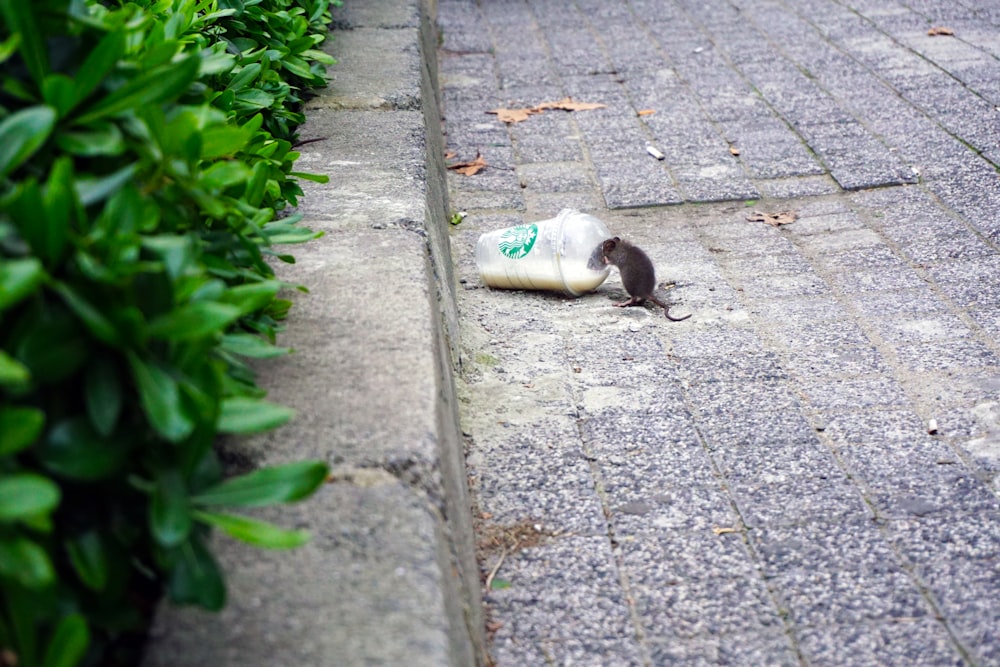 ratto accanto alla plastica di Starbucks in su