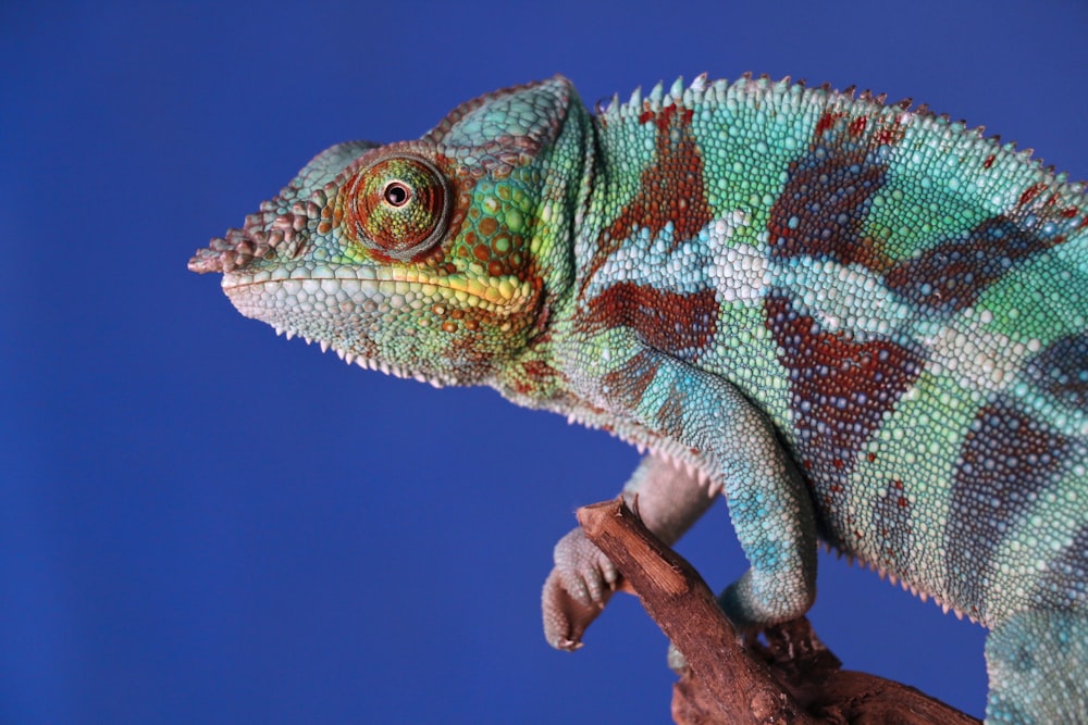 closeup photography of gray and brown chameleon