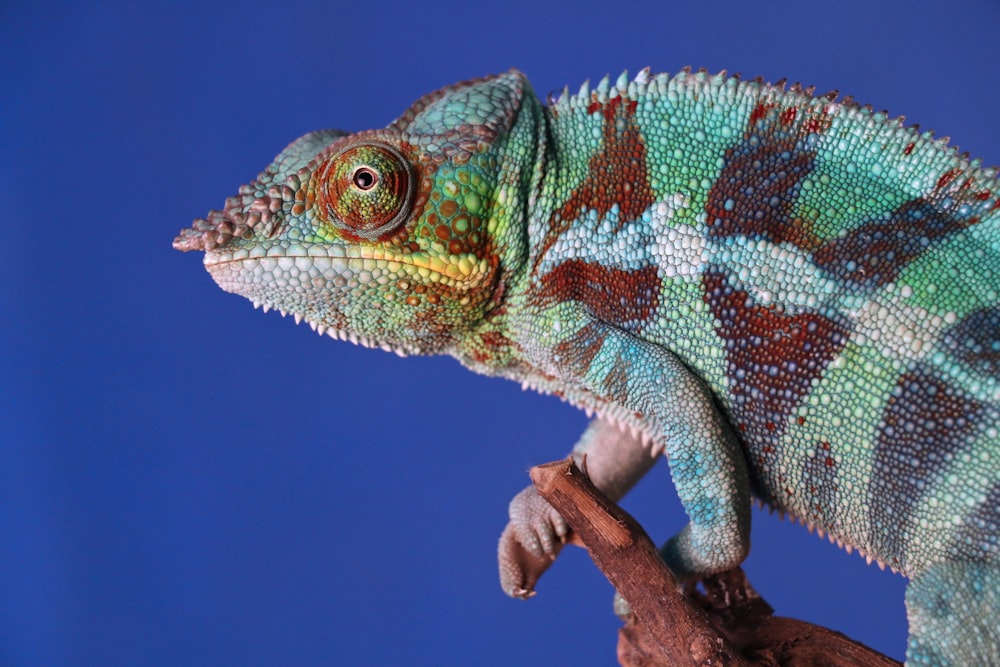 Photographie en gros plan d’un caméléon gris et brun