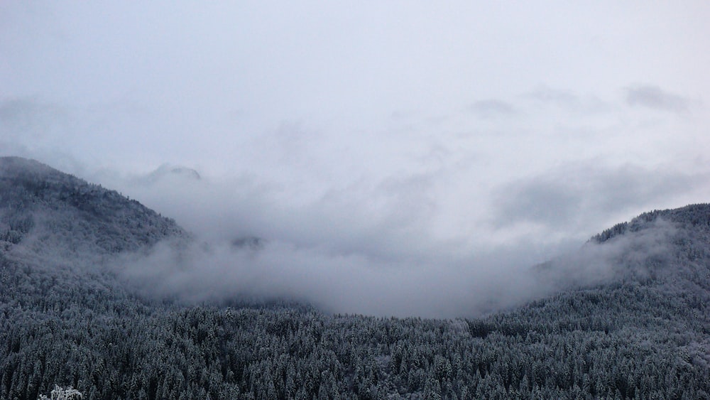 trees and hill coated with fog during daytime