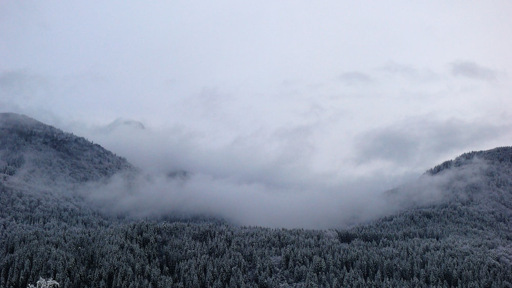 árvores e morros cobertos de nevoeiro durante o dia