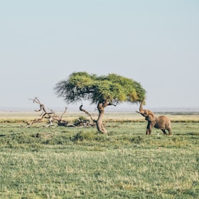 brown elephant under tree at daytime