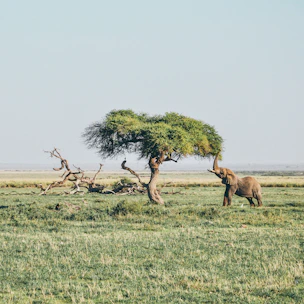brown elephant under tree at daytime