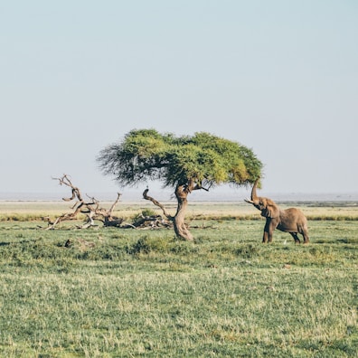 brown elephant under tree at daytime