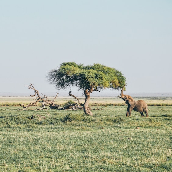 brown elephant under tree at daytime