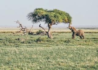 brown elephant under tree at daytime