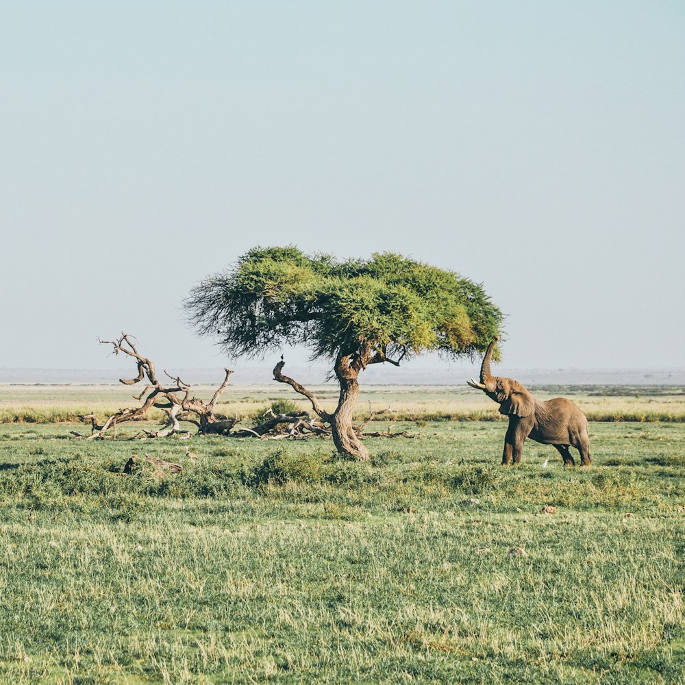 brown elephant under tree at daytime