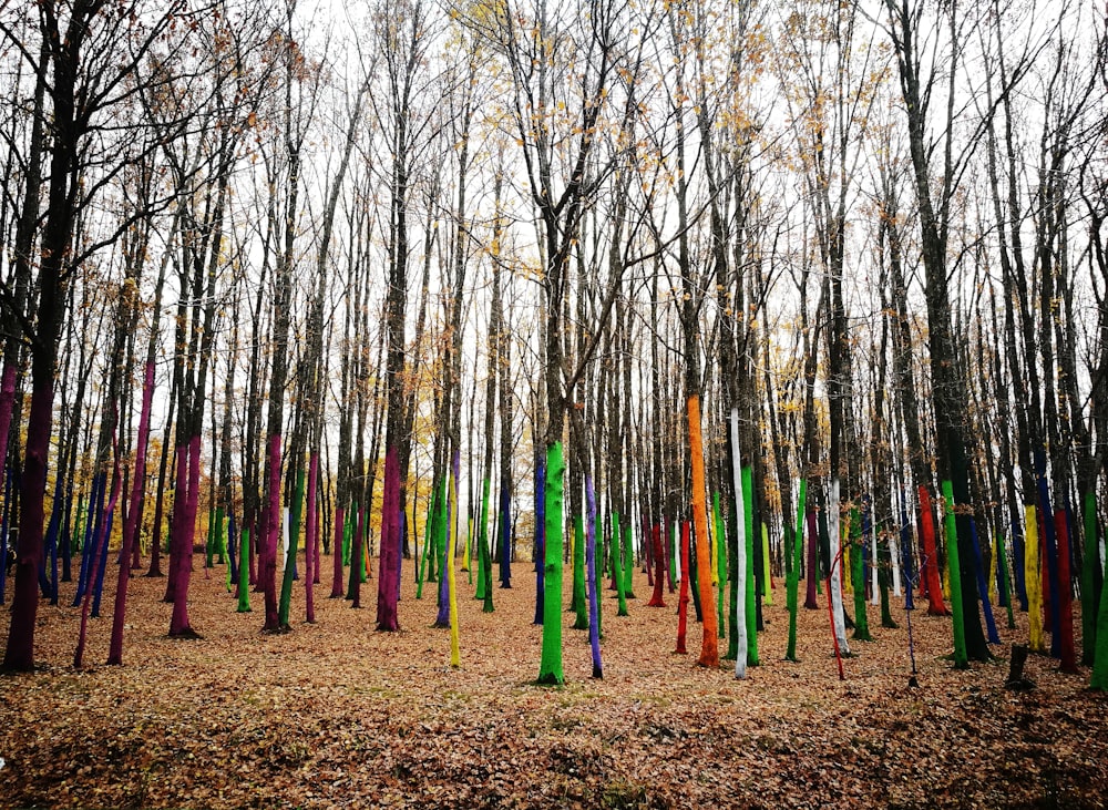 bare trees during daytime