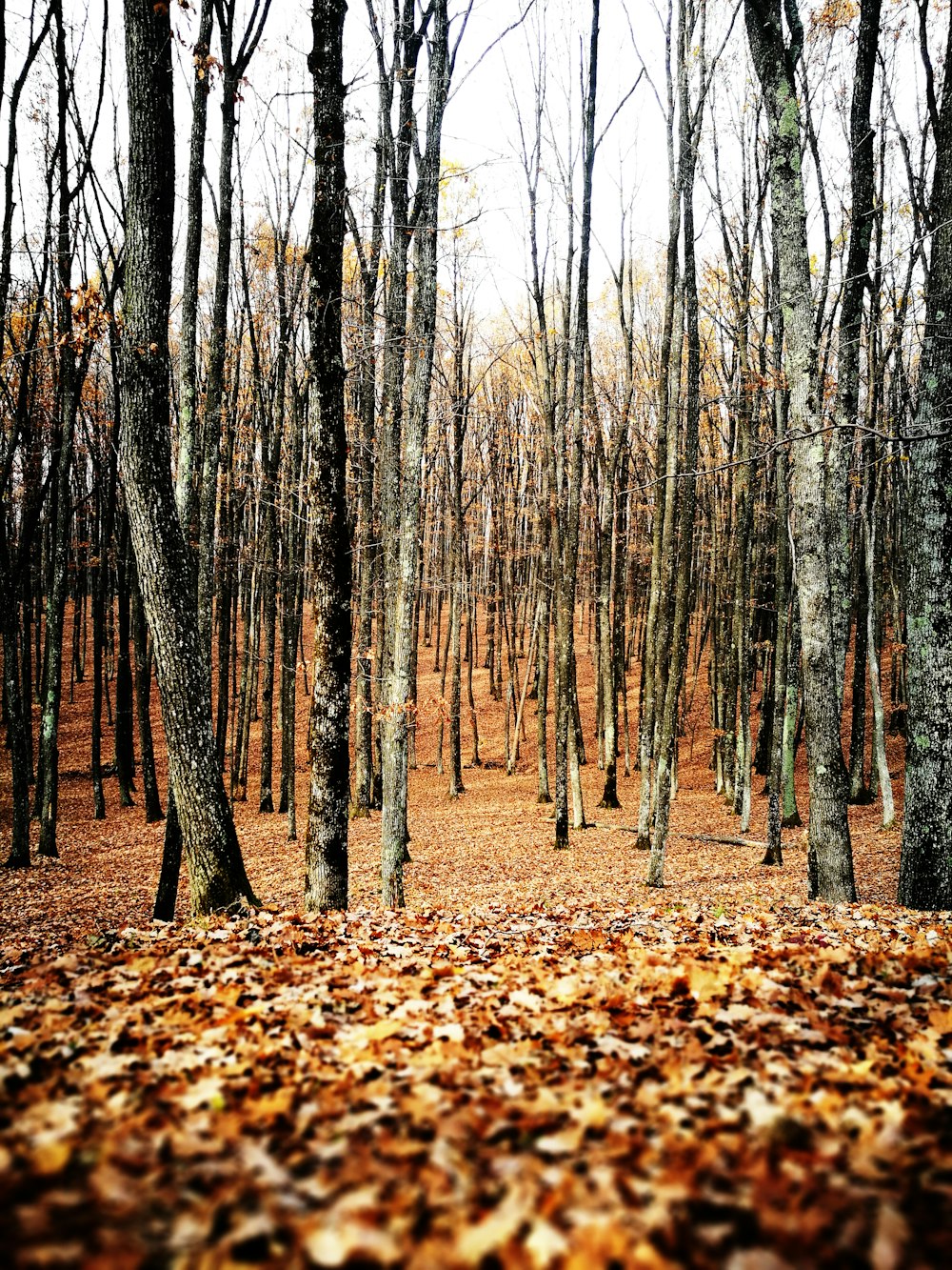 bare trees during daytime