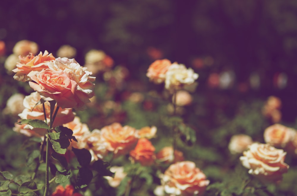 orange petaled flower field