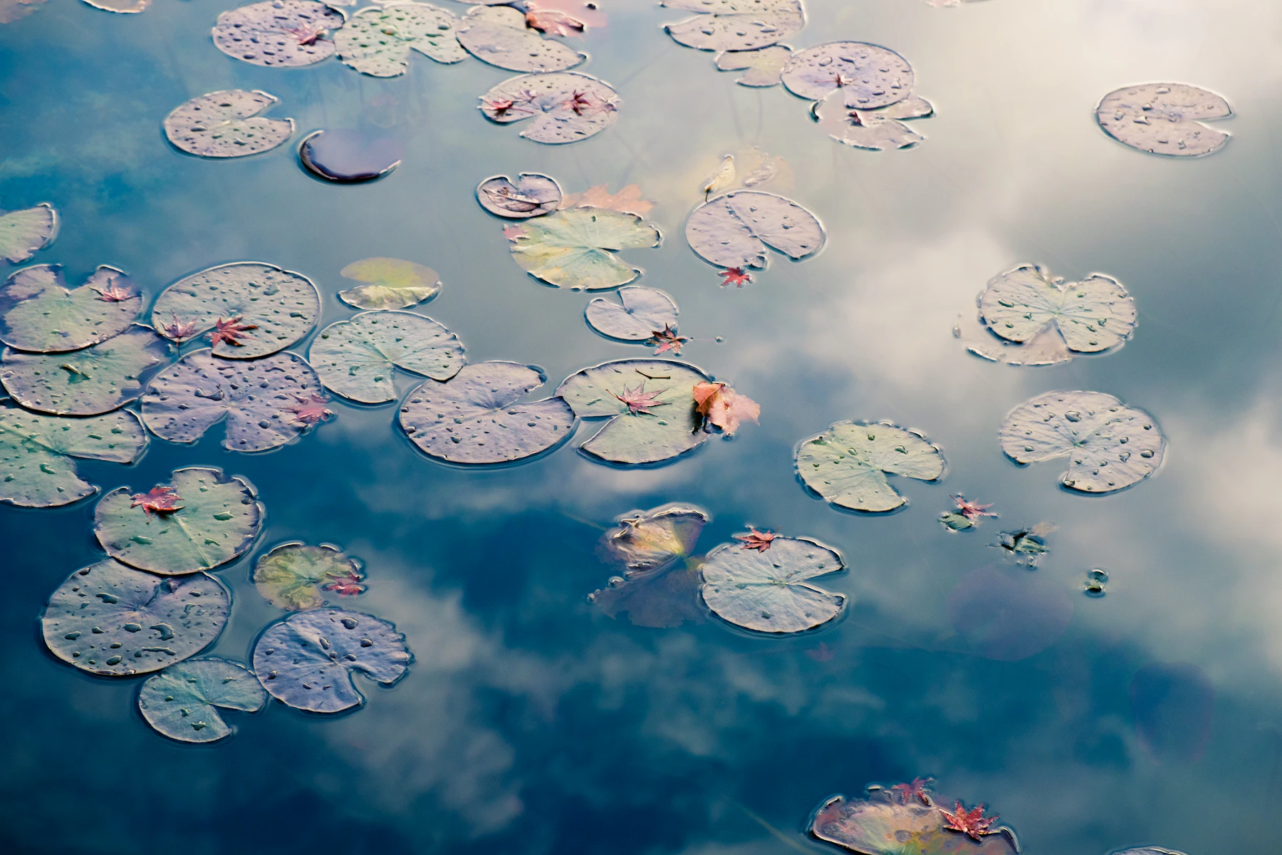Lily pads floating on still water that reflects the clouds