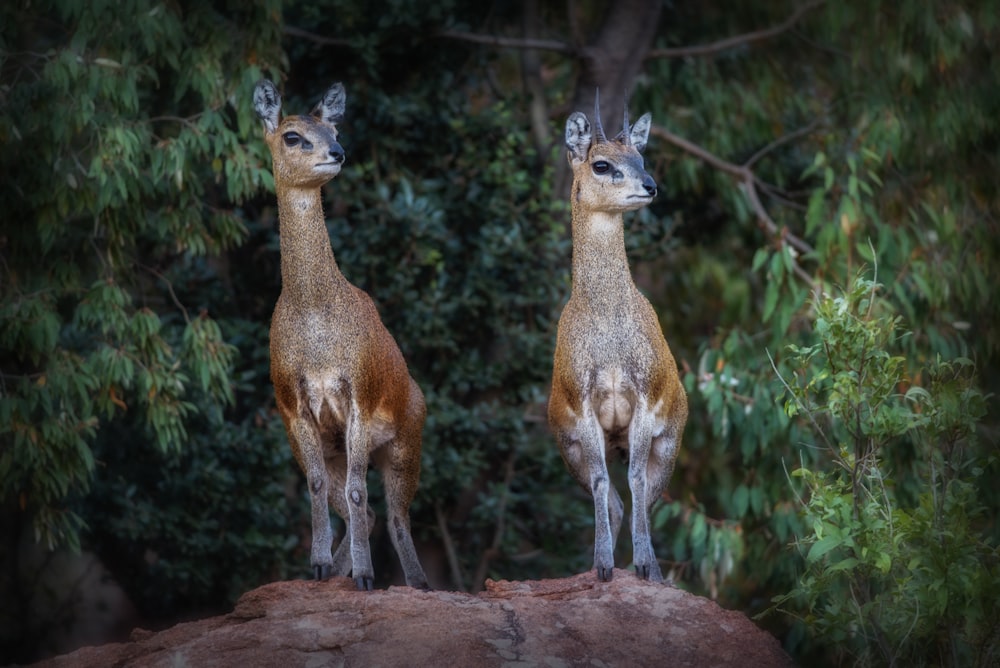 two deer standing on ground surrounded by green leaf plants